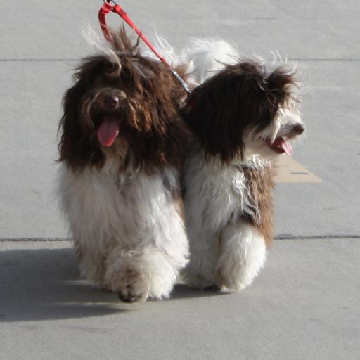 Chocolate_Havanese_Dogs