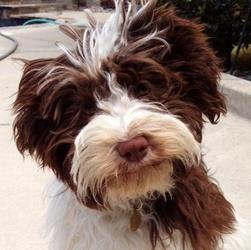 Chocolate_Havanese_Dog_And_Puppy