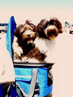 Chocolate_Havanese_Dogs