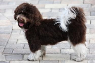 Chocolate_Havanese_Dogs_on_The_Beach