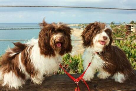 Chocolate_Parti_Havanese_Dogs_In_California