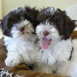 Chocolate_Havanese_Puppies