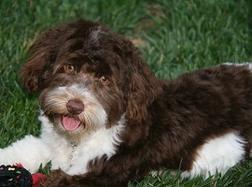 Chocolate_Havanese_Dog