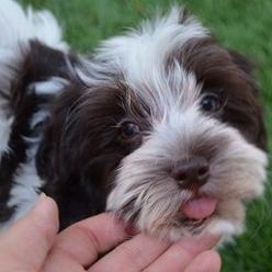 Chocolate_Havanese_Dog